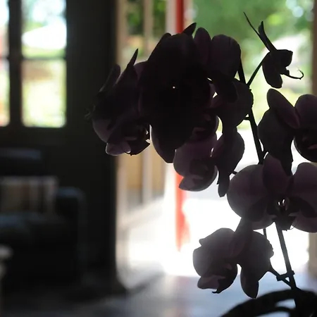 Les D'andrea マルセイヤン